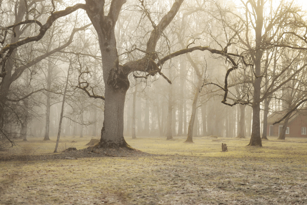 skogsbad värmland kil